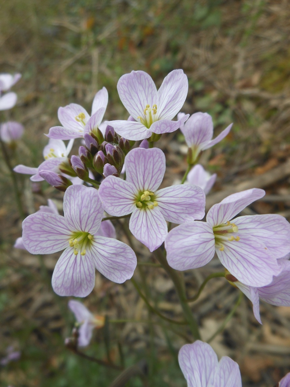 Cardamine apennina Lihov & Marhold